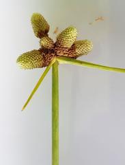 Cyperus albescens