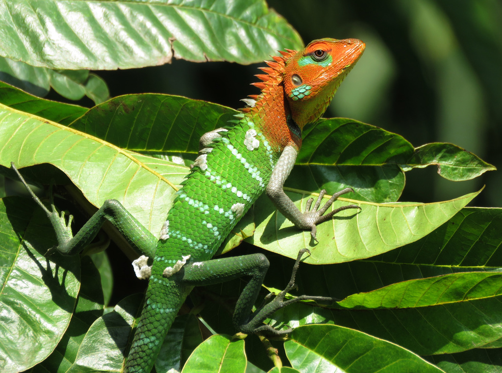 Oriental Forest Lizards (Calotes) - Snakes and Lizards