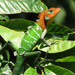 Common Green Forest Lizard - Photo (c) Sanjaya Kanishka, some rights reserved (CC BY-NC), uploaded by Sanjaya Kanishka