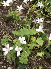 Oxalis incarnata