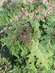Solanum aculeatissimum