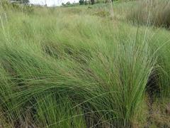 Miscanthus junceus