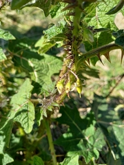 Solanum aculeatissimum