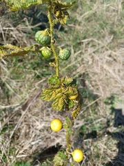 Solanum aculeatissimum