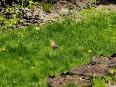 Turdus migratorius