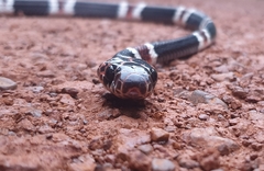 Rhinobothryum lentiginosum