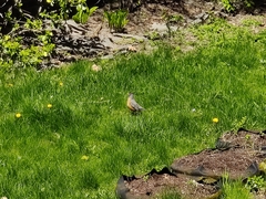 Turdus migratorius