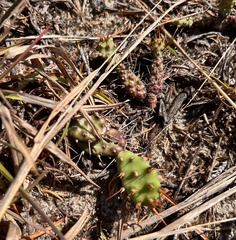 Opuntia drummondii