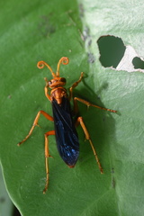 Leptodialepis bipartitus