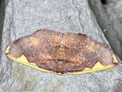 Nothomiza flavicosta