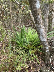 Wittmackia lingulata