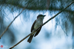 Pachycephala cinerea