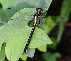 Phanogomphus quadricolor