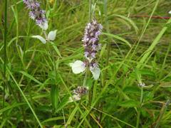Platostoma rotundifolium