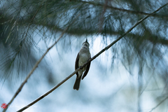 Pachycephala cinerea
