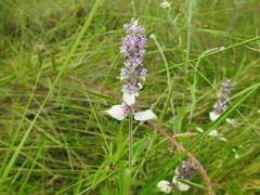 Platostoma rotundifolium