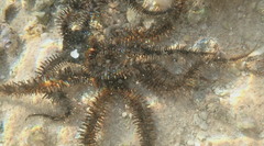 Ophiocoma echinata