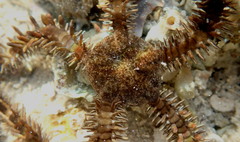 Ophiocoma echinata