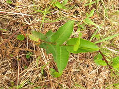 Muehlenbeckia tamnifolia