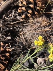 Lithospermum multiflorum