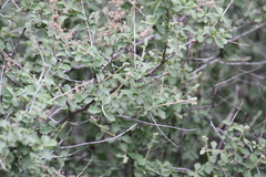 Holodiscus discolor microphyllus