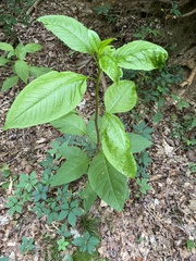 Pokeweed mosaic virus