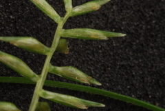 Cyperus thyrsiflorus