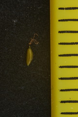 Cyperus thyrsiflorus