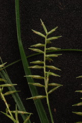 Cyperus thyrsiflorus