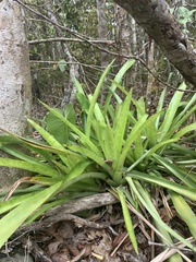 Wittmackia lingulata