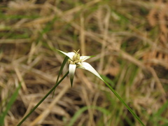 Rhynchospora blepharophora