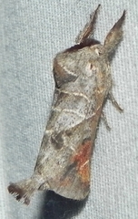 Clostera apicalis