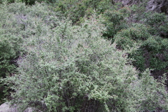 Holodiscus discolor microphyllus