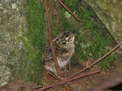 Dendragapus fuliginosus