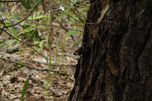 Epione Underwing photo 5