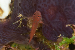 Trimma macrophthalmus