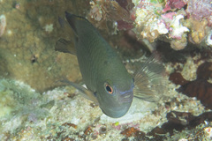 Pomacentrus callainus