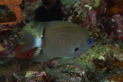 Pycnochromis delta