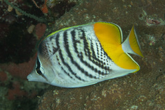 Chaetodon mertensii