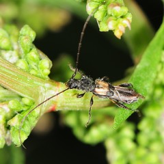 Molorchus bimaculatus