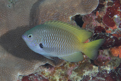 Pomacentrus nigromarginatus