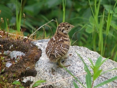 Dendragapus fuliginosus