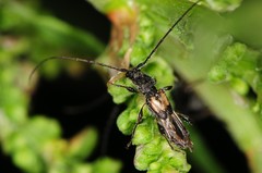 Molorchus bimaculatus