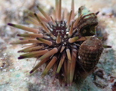 Echinometra lucunter