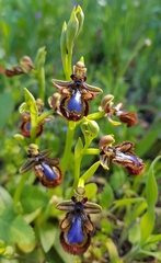 Ophrys speculum