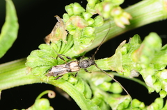 Molorchus bimaculatus