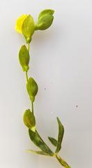 Zornia capensis capensis