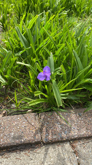 Tradescantia