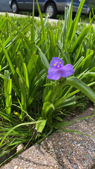 Tradescantia