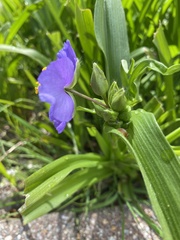 Tradescantia